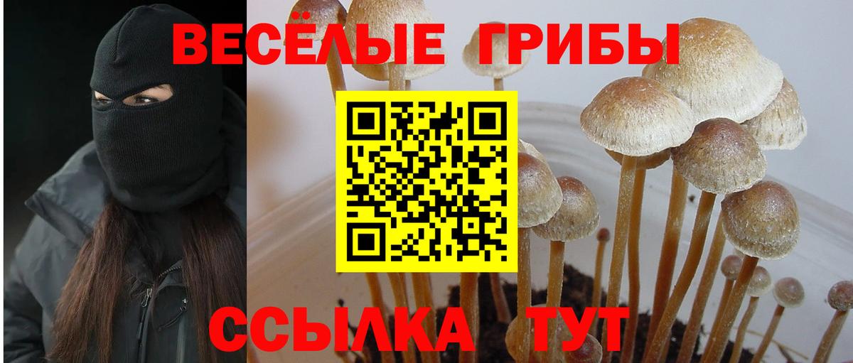 Галлюциногенные грибы Psilocybe Новодвинск